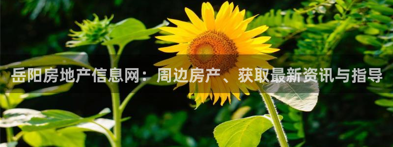 和木记手帕官网：岳阳房地产信息网：周边房产、获取最新资讯与指
