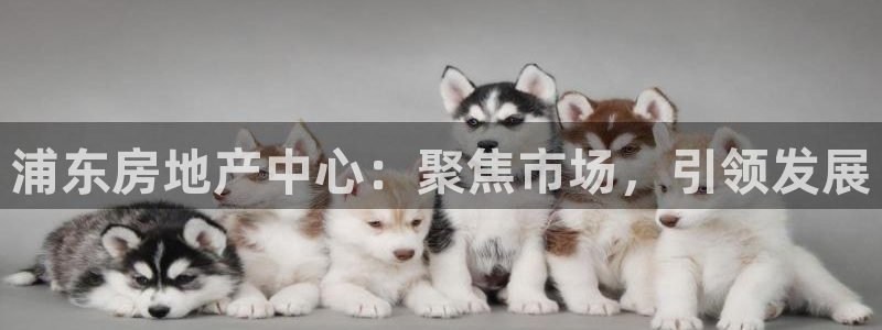 和生记官网：浦东房地产中心：聚焦市场，引领发展